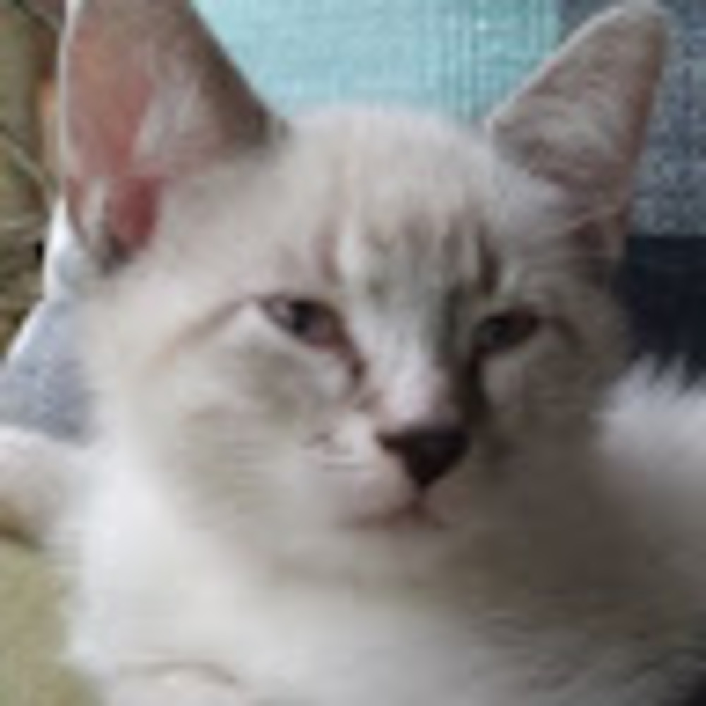 Meet your Posher, Megan